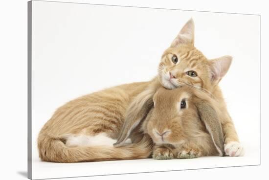 Sleepy Ginger Kitten with Sandy Lionhead-Lop Rabbit-Mark Taylor-Stretched Canvas