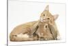 Sleepy Ginger Kitten with Sandy Lionhead-Lop Rabbit-Mark Taylor-Stretched Canvas