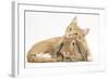 Sleepy Ginger Kitten with Sandy Lionhead-Lop Rabbit-Mark Taylor-Framed Photographic Print