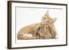 Sleepy Ginger Kitten with Sandy Lionhead-Lop Rabbit-Mark Taylor-Framed Photographic Print