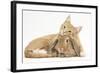 Sleepy Ginger Kitten with Sandy Lionhead-Lop Rabbit-Mark Taylor-Framed Photographic Print