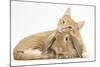 Sleepy Ginger Kitten with Sandy Lionhead-Lop Rabbit-Mark Taylor-Mounted Photographic Print