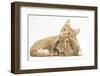 Sleepy Ginger Kitten with Sandy Lionhead-Lop Rabbit-Mark Taylor-Framed Photographic Print