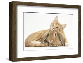 Sleepy Ginger Kitten with Sandy Lionhead-Lop Rabbit-Mark Taylor-Framed Photographic Print