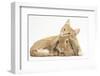 Sleepy Ginger Kitten with Sandy Lionhead-Lop Rabbit-Mark Taylor-Framed Photographic Print