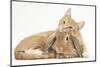 Sleepy Ginger Kitten with Sandy Lionhead-Lop Rabbit-Mark Taylor-Mounted Photographic Print