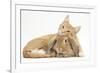 Sleepy Ginger Kitten with Sandy Lionhead-Lop Rabbit-Mark Taylor-Framed Photographic Print