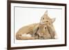 Sleepy Ginger Kitten with Sandy Lionhead-Lop Rabbit-Mark Taylor-Framed Photographic Print