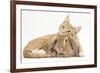 Sleepy Ginger Kitten with Sandy Lionhead-Lop Rabbit-Mark Taylor-Framed Photographic Print