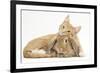 Sleepy Ginger Kitten with Sandy Lionhead-Lop Rabbit-Mark Taylor-Framed Photographic Print
