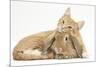 Sleepy Ginger Kitten with Sandy Lionhead-Lop Rabbit-Mark Taylor-Mounted Photographic Print