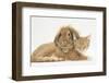 Sleepy Ginger Kitten with Sandy Lionhead-Lop Rabbit-Mark Taylor-Framed Photographic Print