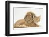 Sleepy Ginger Kitten with Sandy Lionhead-Lop Rabbit-Mark Taylor-Framed Photographic Print