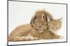 Sleepy Ginger Kitten with Sandy Lionhead-Lop Rabbit-Mark Taylor-Mounted Photographic Print