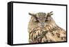 Sleepy Owl Isolated over White-photographhunter-Framed Stretched Canvas