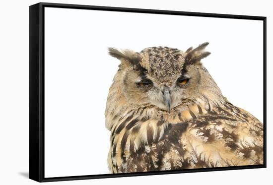 Sleepy Owl Isolated over White-photographhunter-Framed Stretched Canvas