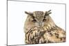 Sleepy Owl Isolated over White-photographhunter-Mounted Photographic Print