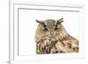 Sleepy Owl Isolated over White-photographhunter-Framed Photographic Print