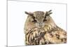 Sleepy Owl Isolated over White-photographhunter-Mounted Photographic Print