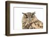 Sleepy Owl Isolated over White-photographhunter-Framed Photographic Print