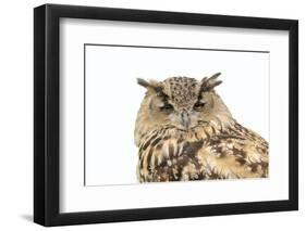 Sleepy Owl Isolated over White-photographhunter-Framed Photographic Print