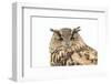 Sleepy Owl Isolated over White-photographhunter-Framed Photographic Print