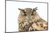 Sleepy Owl Isolated over White-photographhunter-Mounted Photographic Print