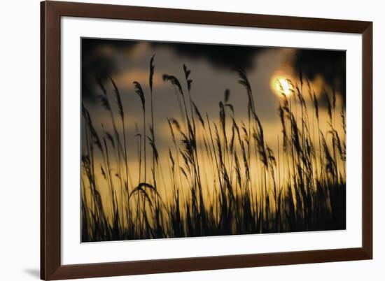 Sleepy Pasture-Wild Wonders of Europe-Framed Giclee Print