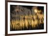 Sleepy Pasture-Wild Wonders of Europe-Framed Giclee Print