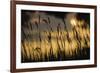 Sleepy Pasture-Wild Wonders of Europe-Framed Giclee Print