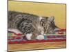 Sleepy Sam-Janet Pidoux-Mounted Giclee Print