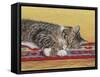 Sleepy Sam-Janet Pidoux-Framed Stretched Canvas