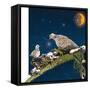 Sleepy Turtledove-Nancy Tillman-Framed Stretched Canvas