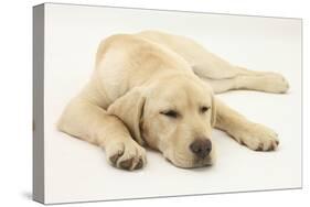 Sleepy Yellow Labrador Puppy, 5 Months-Mark Taylor-Stretched Canvas