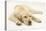 Sleepy Yellow Labrador Puppy, 5 Months-Mark Taylor-Stretched Canvas