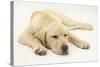 Sleepy Yellow Labrador Puppy, 5 Months-Mark Taylor-Stretched Canvas