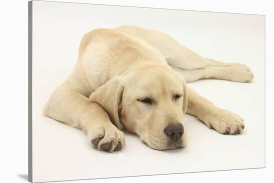 Sleepy Yellow Labrador Puppy, 5 Months-Mark Taylor-Stretched Canvas