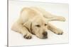 Sleepy Yellow Labrador Puppy, 5 Months-Mark Taylor-Stretched Canvas