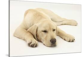 Sleepy Yellow Labrador Puppy, 5 Months-Mark Taylor-Stretched Canvas