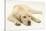 Sleepy Yellow Labrador Puppy, 5 Months-Mark Taylor-Stretched Canvas