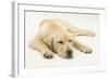 Sleepy Yellow Labrador Puppy, 5 Months-Mark Taylor-Framed Photographic Print