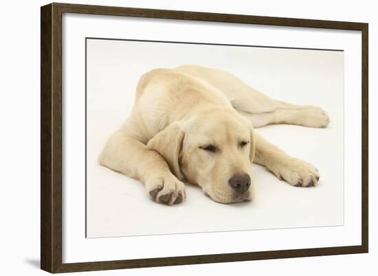 Sleepy Yellow Labrador Puppy, 5 Months-Mark Taylor-Framed Photographic Print