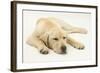 Sleepy Yellow Labrador Puppy, 5 Months-Mark Taylor-Framed Photographic Print