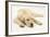 Sleepy Yellow Labrador Puppy, 5 Months-Mark Taylor-Framed Photographic Print