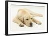 Sleepy Yellow Labrador Puppy, 5 Months-Mark Taylor-Framed Photographic Print