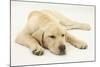 Sleepy Yellow Labrador Puppy, 5 Months-Mark Taylor-Mounted Photographic Print