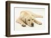 Sleepy Yellow Labrador Puppy, 5 Months-Mark Taylor-Framed Photographic Print