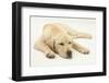 Sleepy Yellow Labrador Puppy, 5 Months-Mark Taylor-Framed Photographic Print