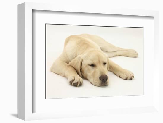 Sleepy Yellow Labrador Puppy, 5 Months-Mark Taylor-Framed Photographic Print