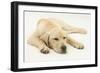 Sleepy Yellow Labrador Puppy, 5 Months-Mark Taylor-Framed Photographic Print